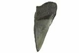 Partial Fossil Megalodon Tooth - South Carolina #332327-1